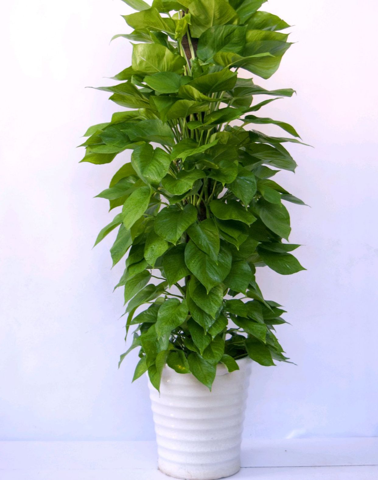 好看又好养的盆花,人养花也养人