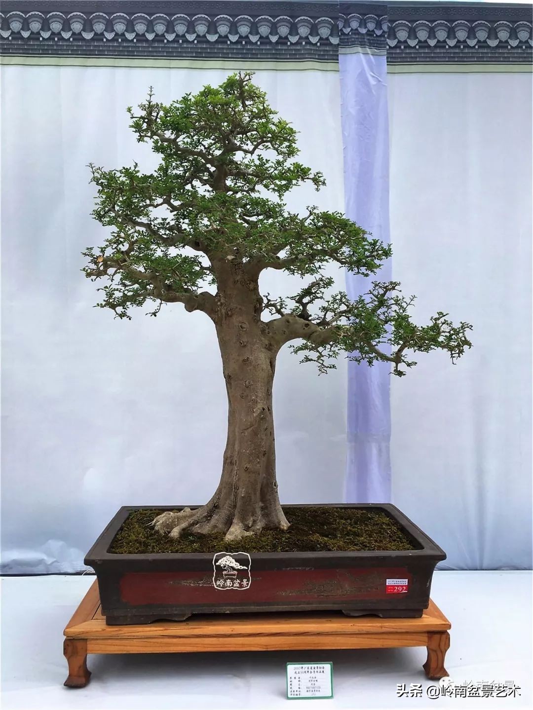 盆景对节白蜡是什么树,对节白蜡盆景是什么树