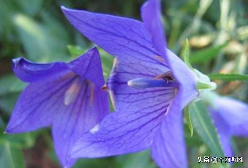 冬季合适种植什么中药材,合适夏季种植的五种中药材推荐