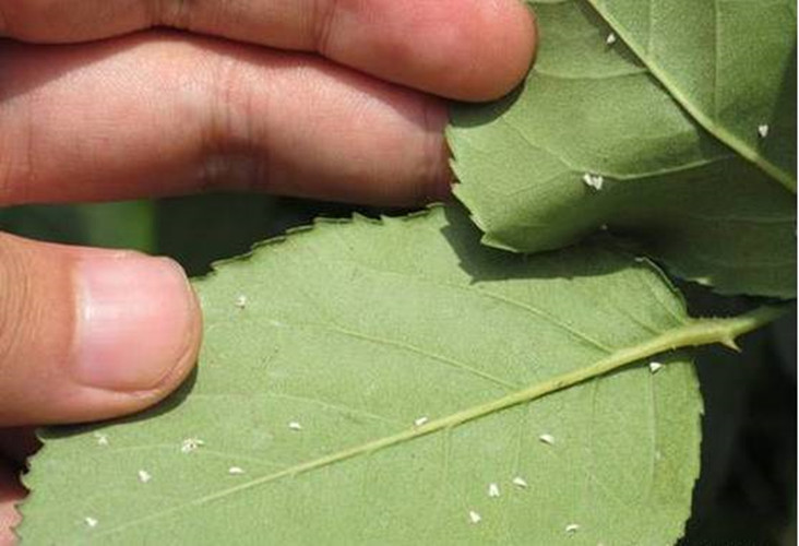都有哪些过期的药片能够养花,过期的养花药有哪些