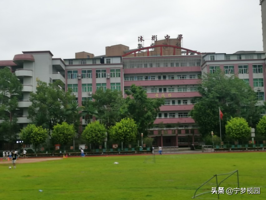 凤凰花开似红云,凤凰花开灿若云霞美图