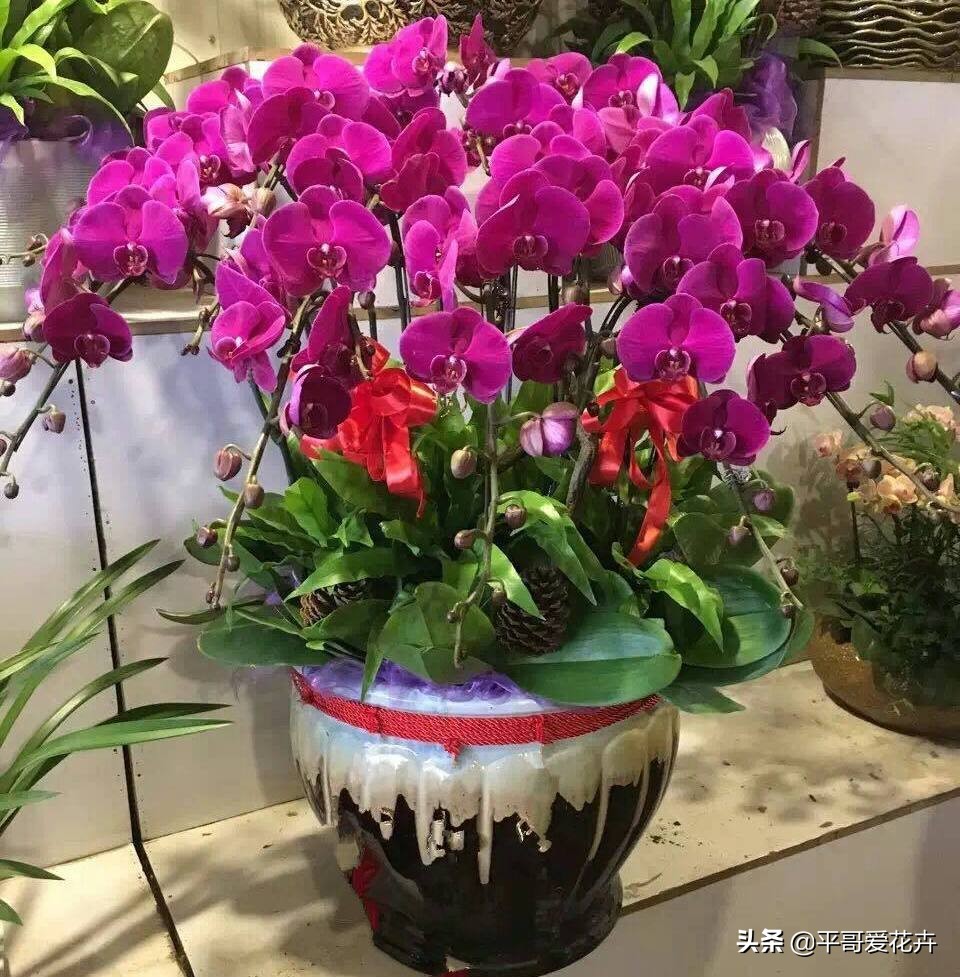 家里养的蝴蝶兰如何繁殖,蝴蝶兰如何防止烂根