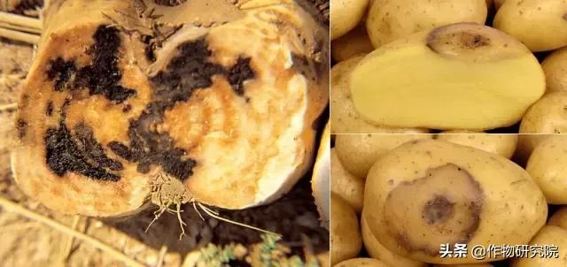 马铃薯病害知识与防治书籍,马铃薯黑胫病病害及防治方法