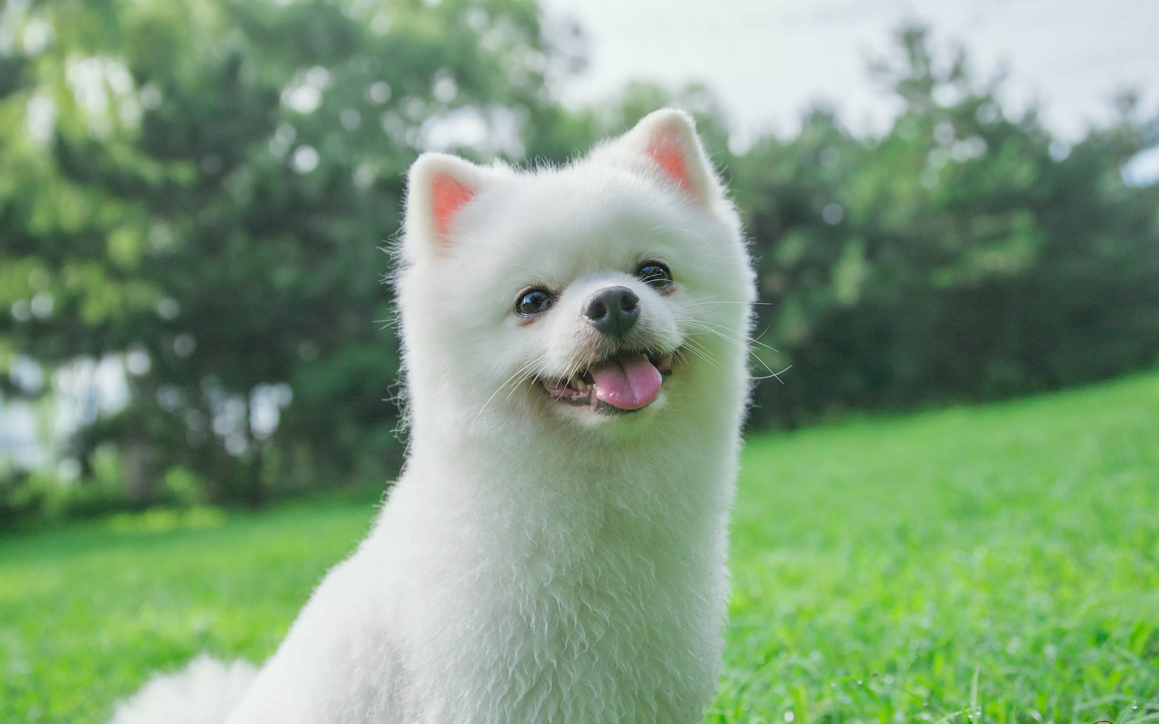 狗狗长癣怎么治疗最有效,狗狗身上有癣买什么药