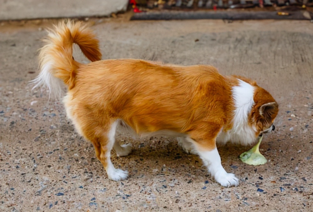 狗狗打狂犬疫苗过敏有什么表现,狗狗打疫苗后过敏反应及处理方法