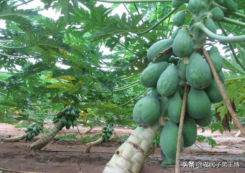 番木瓜实生苗几年能结果,番木瓜种多久才结果