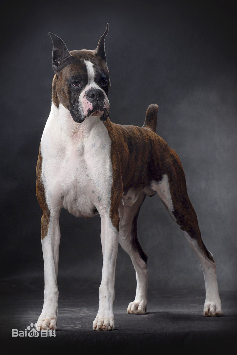 小型犬品种大全及图片柯基犬,不掉毛无体味性格温顺的小型犬