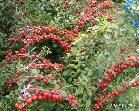 农村最快最赚钱的果树,三农种植致富技术果树