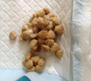 狗狗频繁吃草呕吐是什么原因,狗狗呕吐不吃东西是什么原因