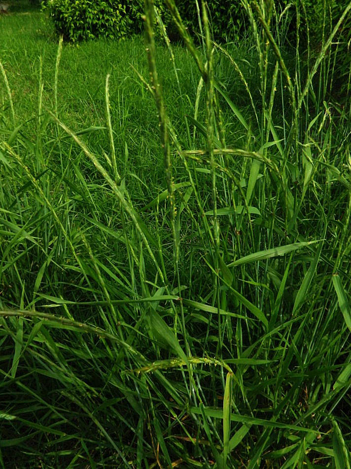 38种常见入侵植物花朵,38种疯狂的入侵植物