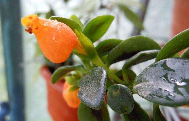 金鱼吊兰花苞期能够用磷酸二氢钾,金鱼吊兰怎么养才能长得快又茂盛