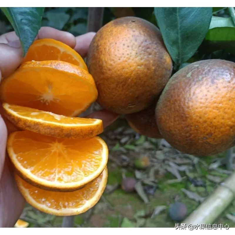 国内好吃的热带水果有哪些,小众水果推荐