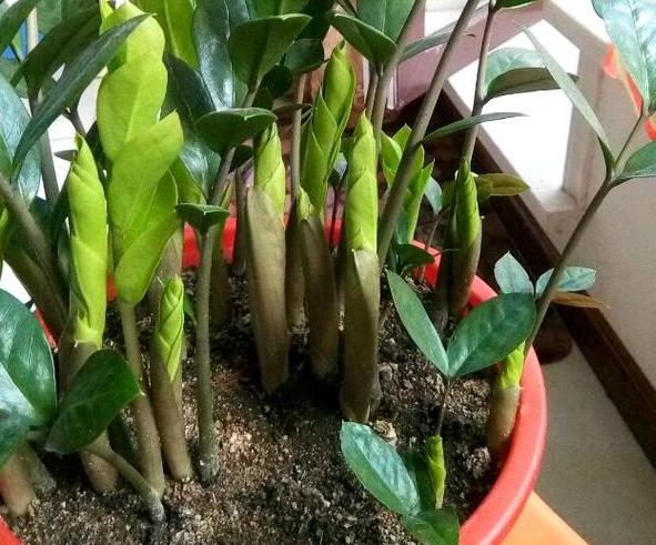 如何让盆栽花根越长越壮，往土里加点它，植物叶绿根壮开花早