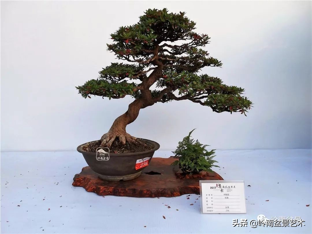 文人杂木盆景精品欣赏,能够做盆景的杂木图片大全