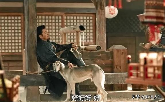 长安十二时辰陕西细犬,关中细犬