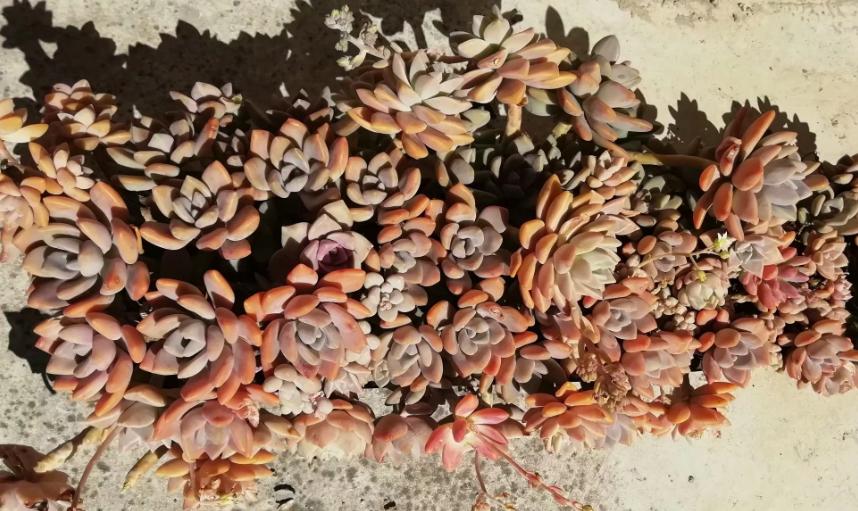 多肉养出状态来有多美？这102种多肉控养上色之后美呆了