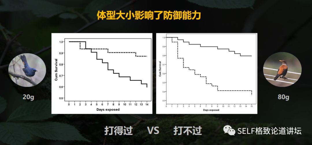 科学家如何观察植物,鸟类的研究方法