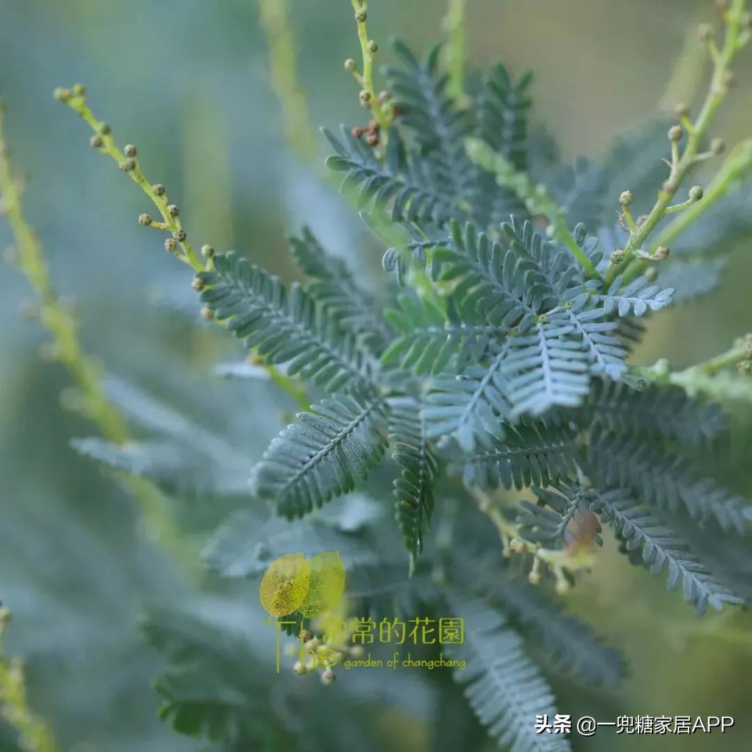 春天花会开|这20家植物淘宝店，植物杀手看了也想买！