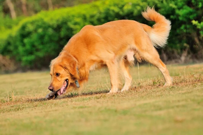 金毛月经期间能吃打虫药吗,金毛来月经能够洗澡吗