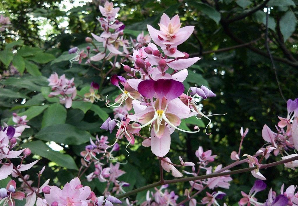 100种常见观叶植物图鉴史上最全,农村常见的100种植物