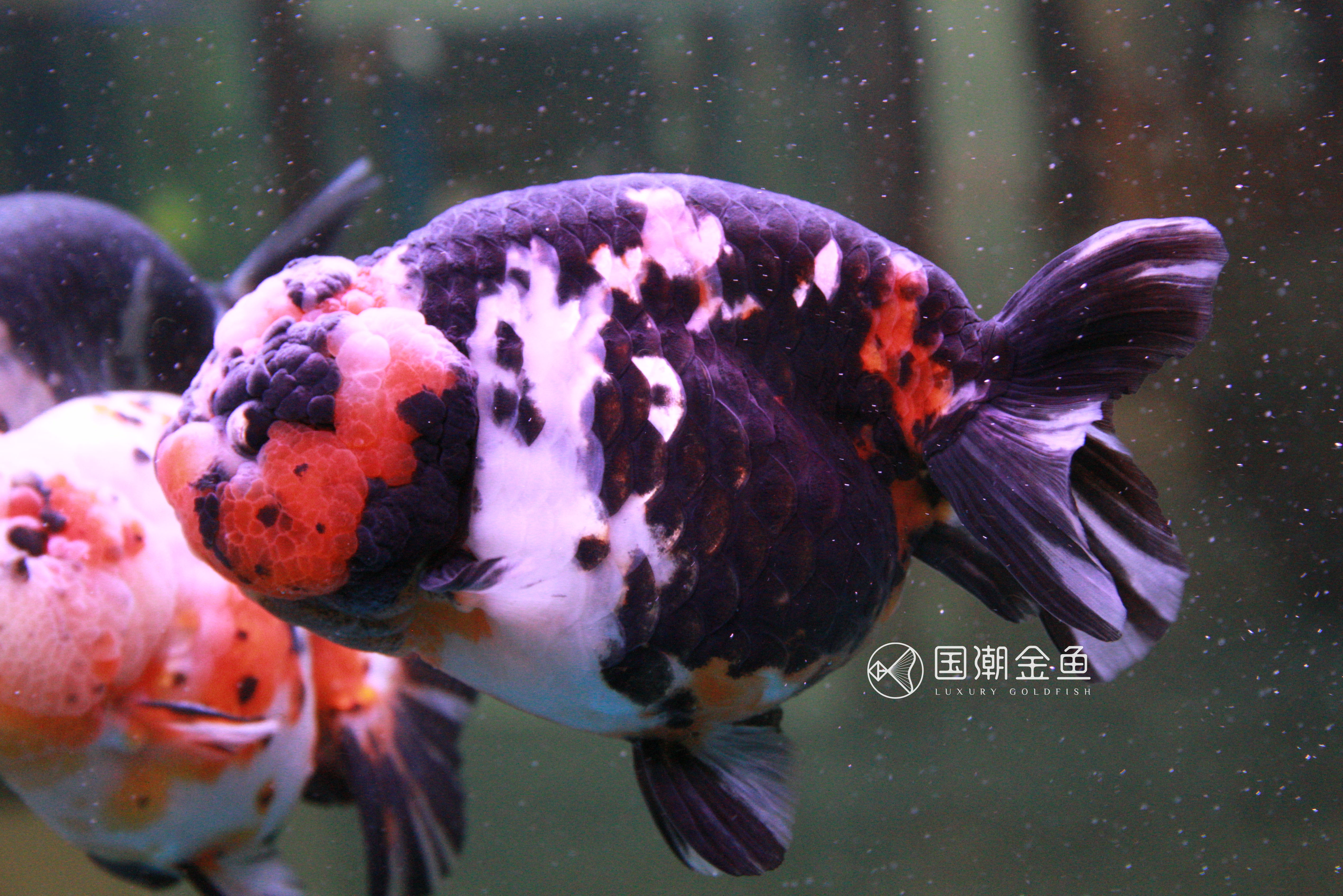 如何养金鱼保持水清澈,养金鱼怎么才能使水变清