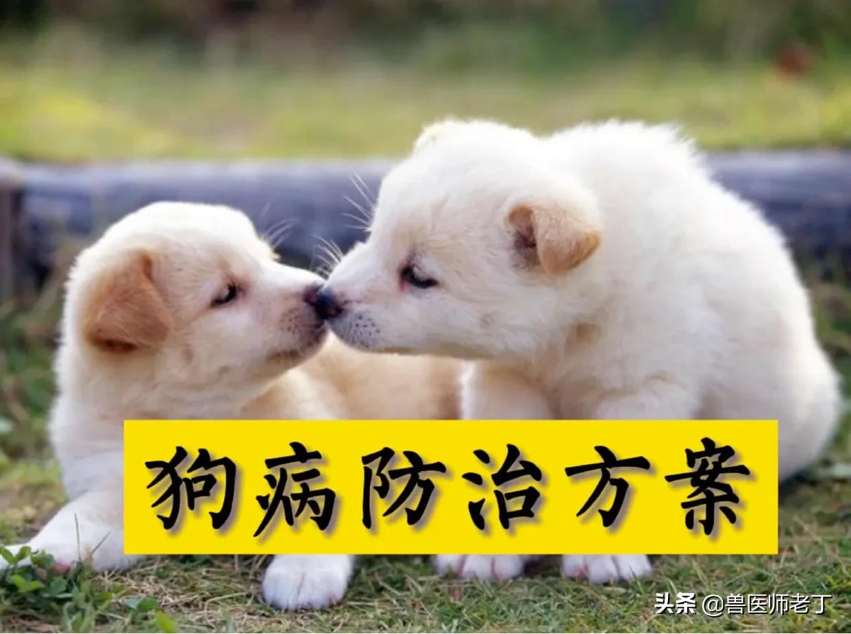 犬病偏方大全,犬病大全和治疗方法书籍