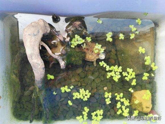 新手养龟和老手养龟推荐,深水养龟和浅水养龟哪个方法好