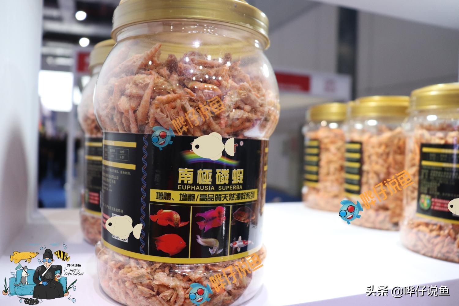 喂观赏鱼红虫和虾肉哪个好,观赏鱼喂丰年虾还是饲料长得快