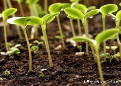 烟酰胺美白身体乳长毛吗,烟酰胺美白功能真的吗