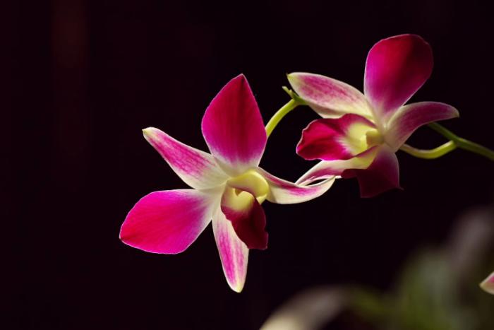 吊兰君子兰哪个好养护,君子兰吊兰图片欣赏