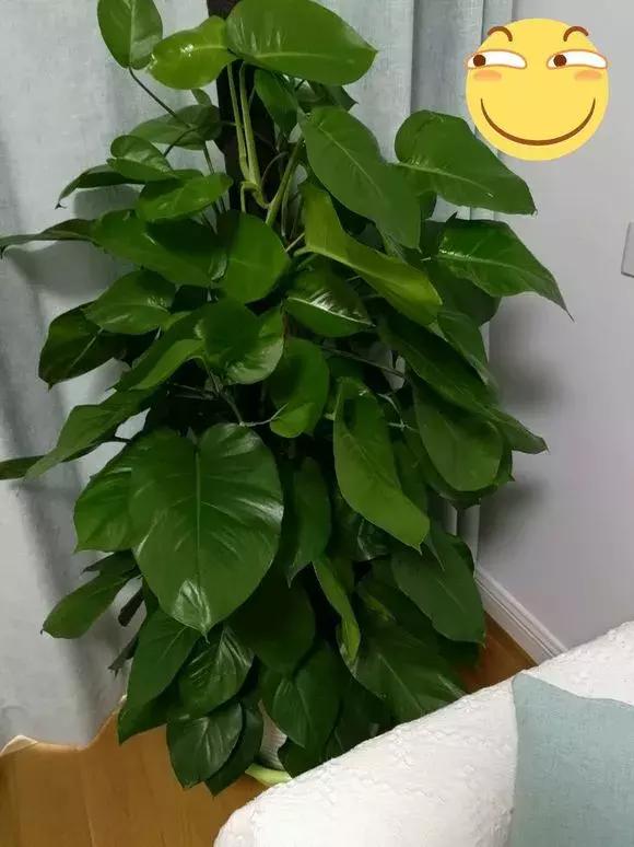 合适家里养的喜阴花,家里合适养的喜阴花