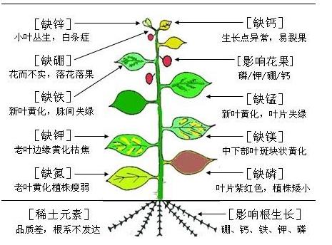 植物细菌病分类,植物细菌病害的识别依据