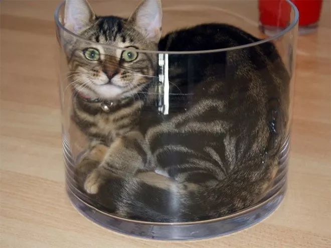 猫是一种液体吗看完长知识了,猫是液体猫咪吗