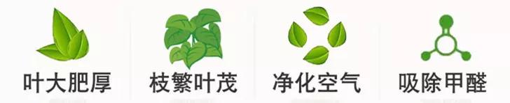 防蚊虫的花草绿植合适在院子种植,杀菌抗菌抑菌的15种花卉绿植