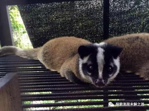 十大不能吃的野生蝙蝠,野生蝙蝠吃啥