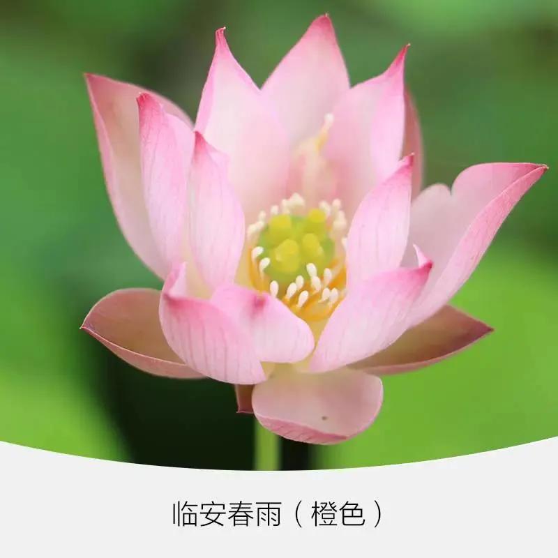 微型丰花碗莲有什么品种,微型碗莲合适种什么花