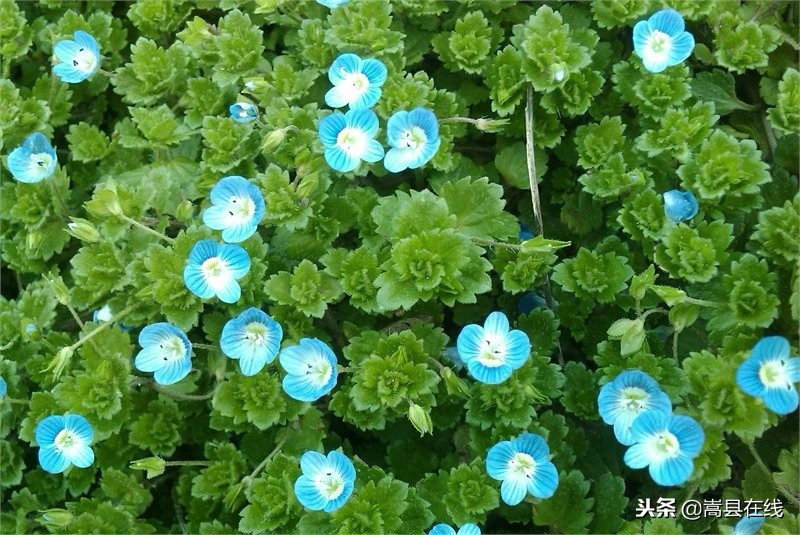 农村身边常见中草药不要错过这些宝贝！