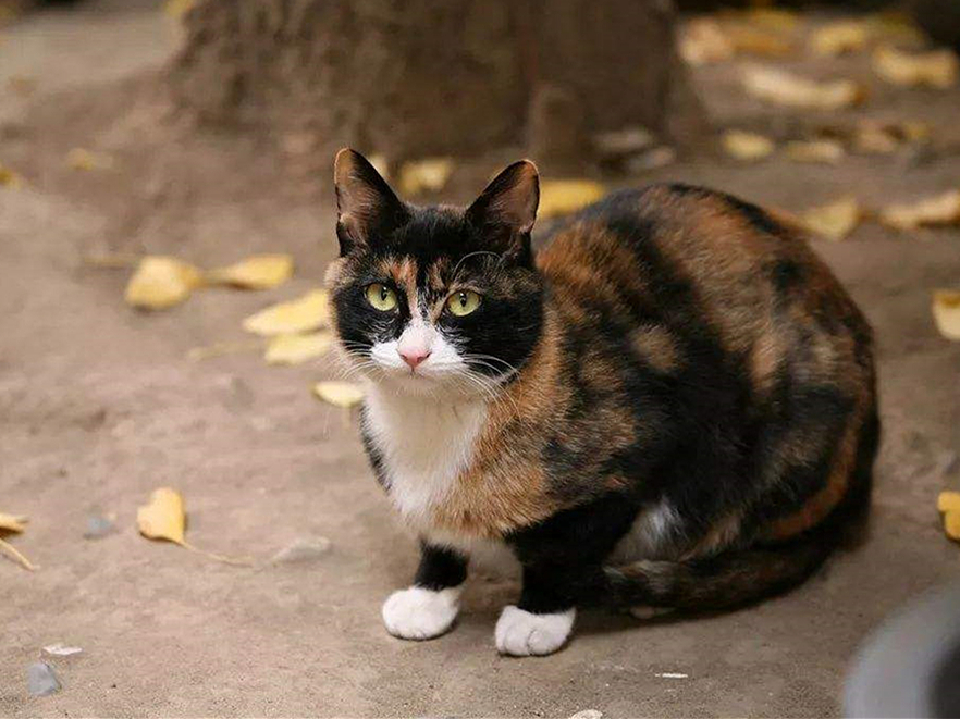 猫咪一个人在家会孤独吗,猫咪单独待在家会抑郁吗