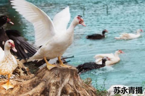 鍚戝線鍘﹂棬鍚屽畨,鍚戝線鍘﹂棬鍚屽畨鍥剧墖