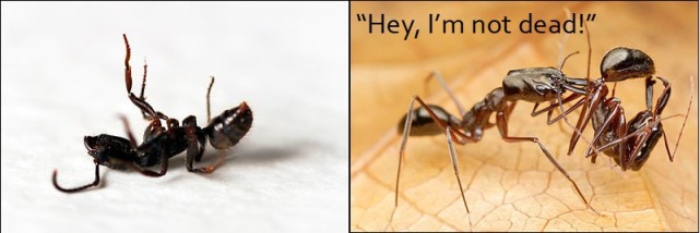 人造“活死蚁”，回窝就被同伴搬到蚂蚁公墓，花2小时证明它活着