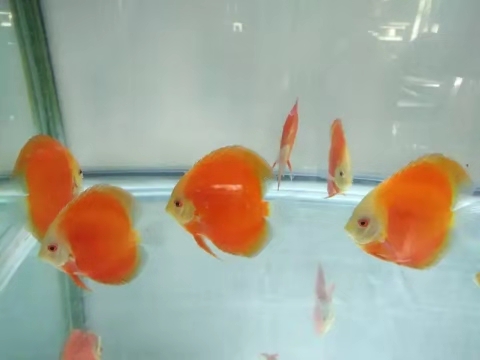 高锰酸钾给鱼缸消毒多久能够放鱼,鱼缸内放高锰酸钾对鱼有没有伤害
