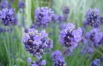 芳疗精油能帮助睡眠吗,芳疗对人体功能