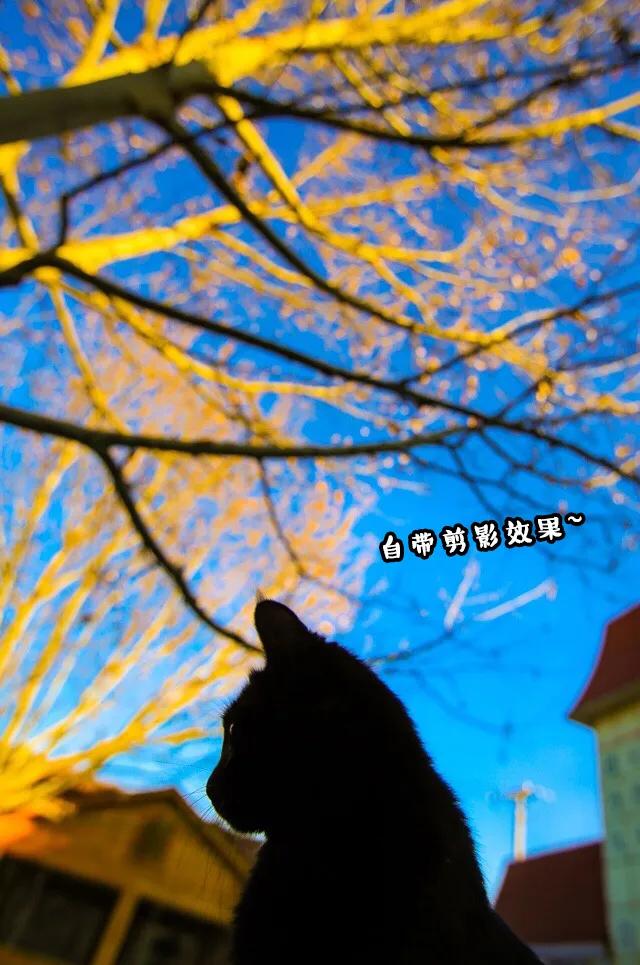 视力不好能够养黑猫吗,眼神不好的千万别养黑猫