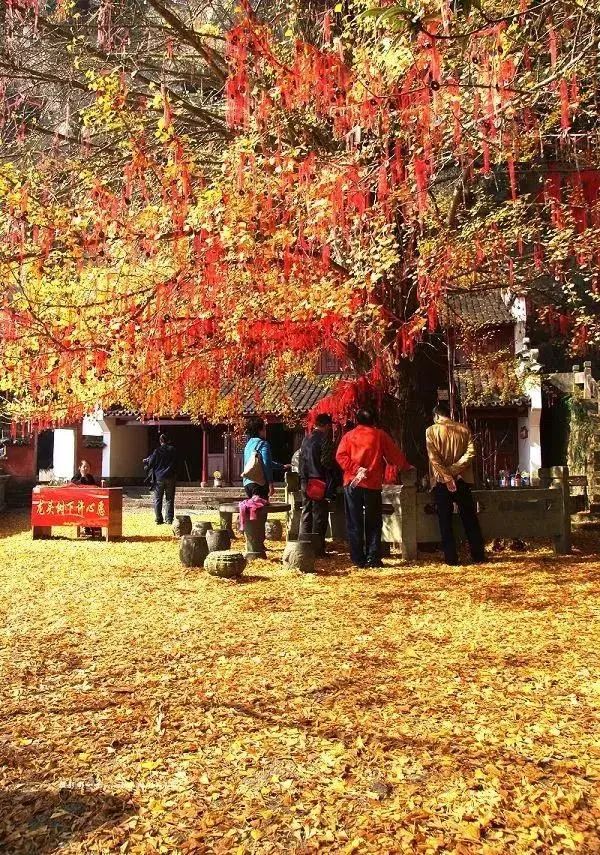 满地尽是黄金叶！来余杭及周边这几个地方，享受限定的初冬浪漫吧