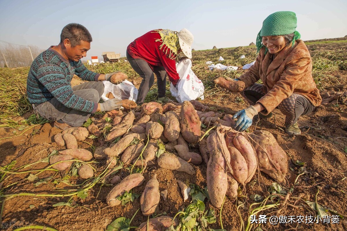 红薯种植高产技术怎样管理,红薯如何管理才能高产