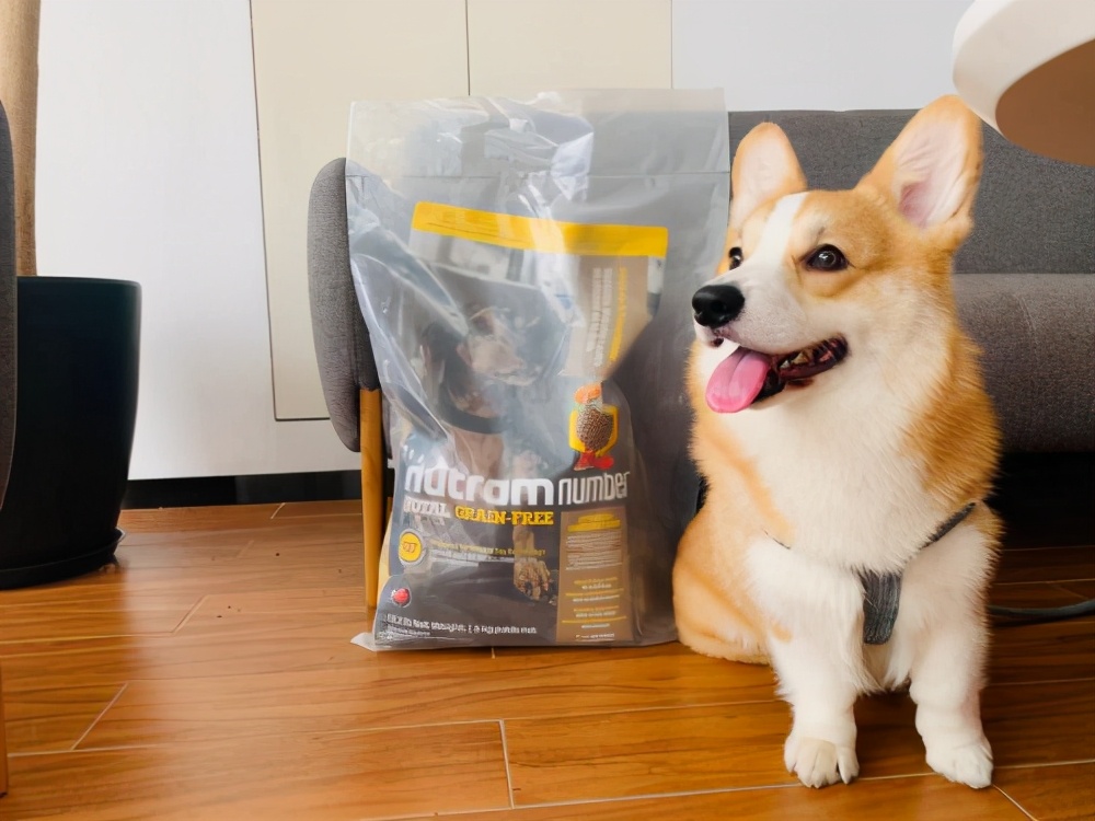 纽顿哪款合适柯基,纽顿什么系列柯基能够吃