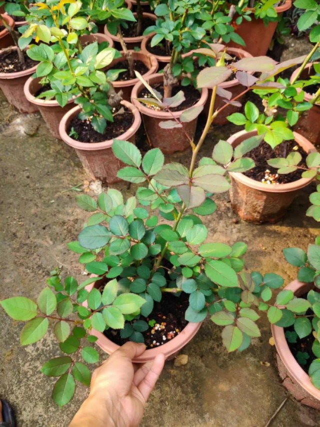 怎么种玫瑰花一年四季都有开花,玫瑰花怎么种能够一年四季都有