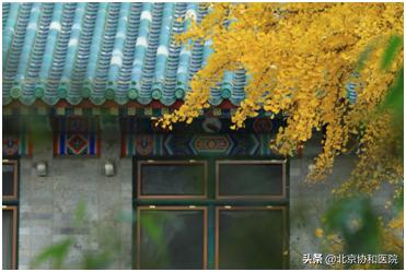 协和的园子：一座澄净心灵的医学百草园