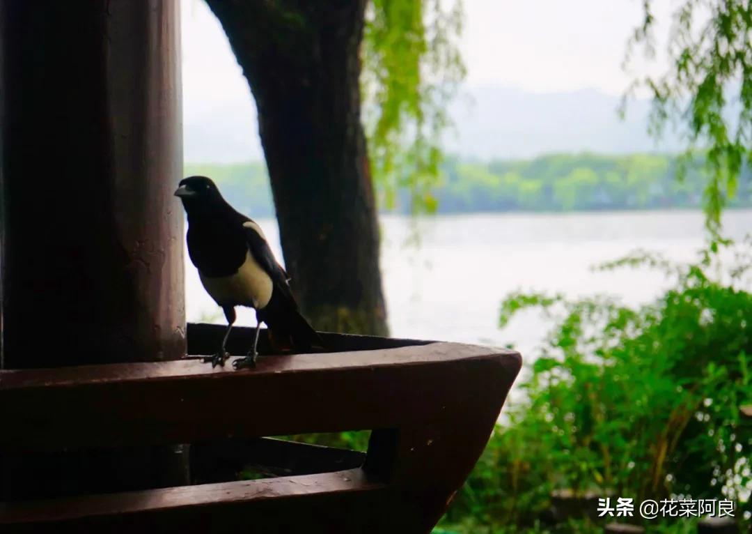 江南最忆是杭州,江南好最忆是杭州朗读