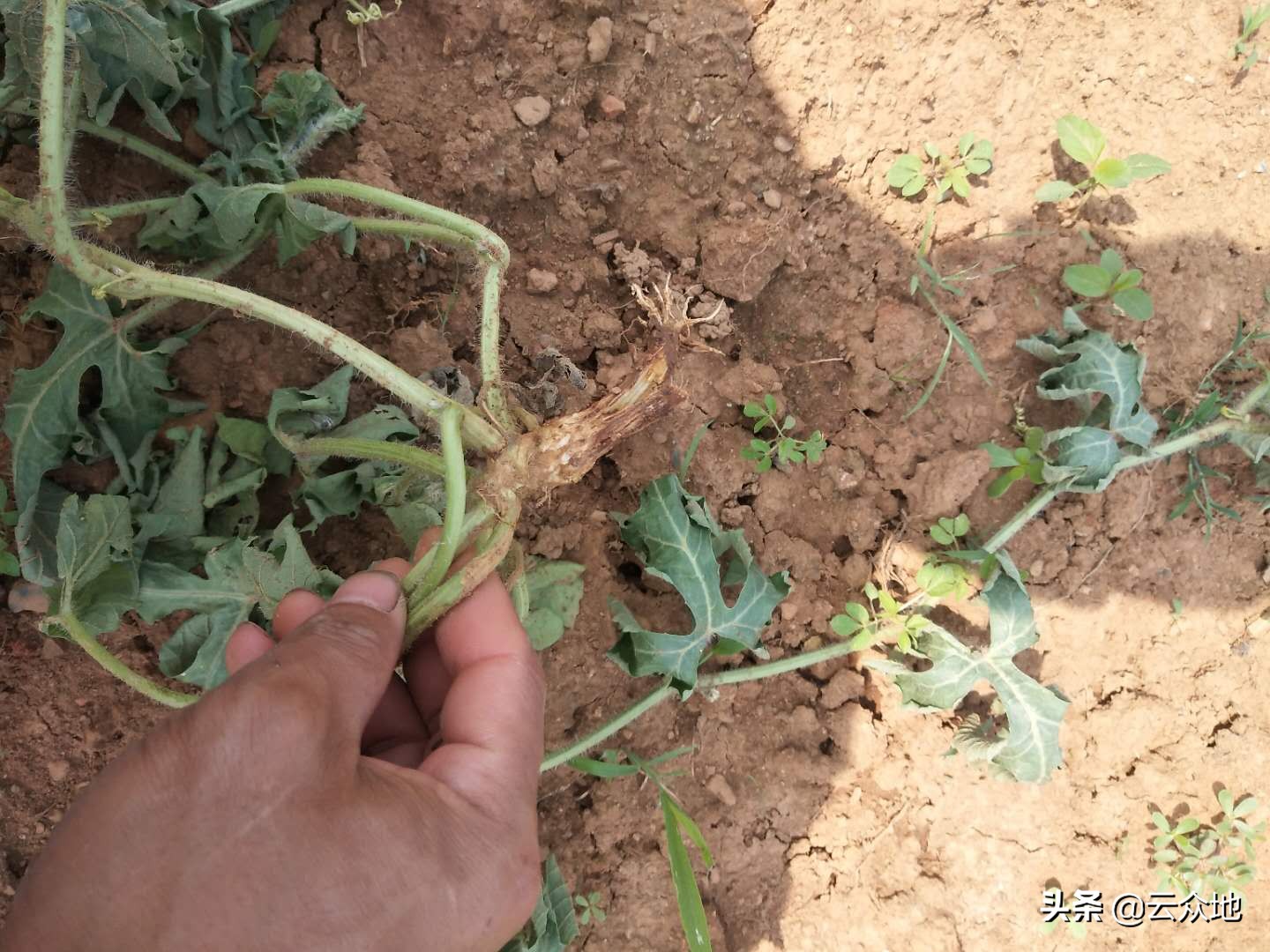 西瓜怎么种植才能快速生长,西瓜二次结瓜的种植方法